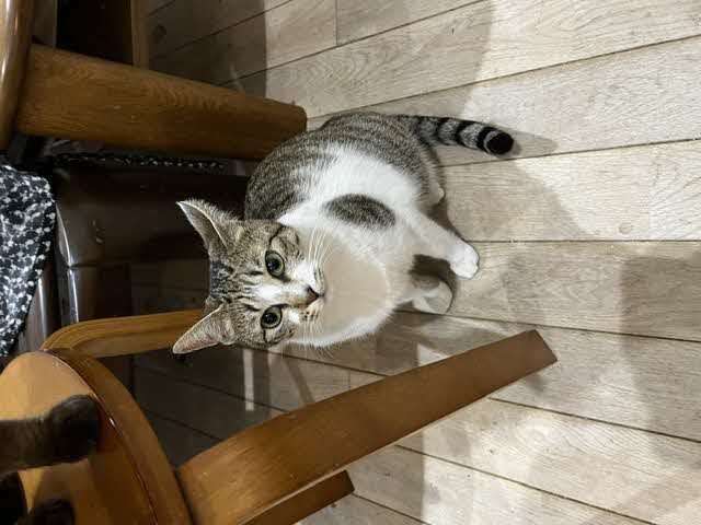 mayoineko
