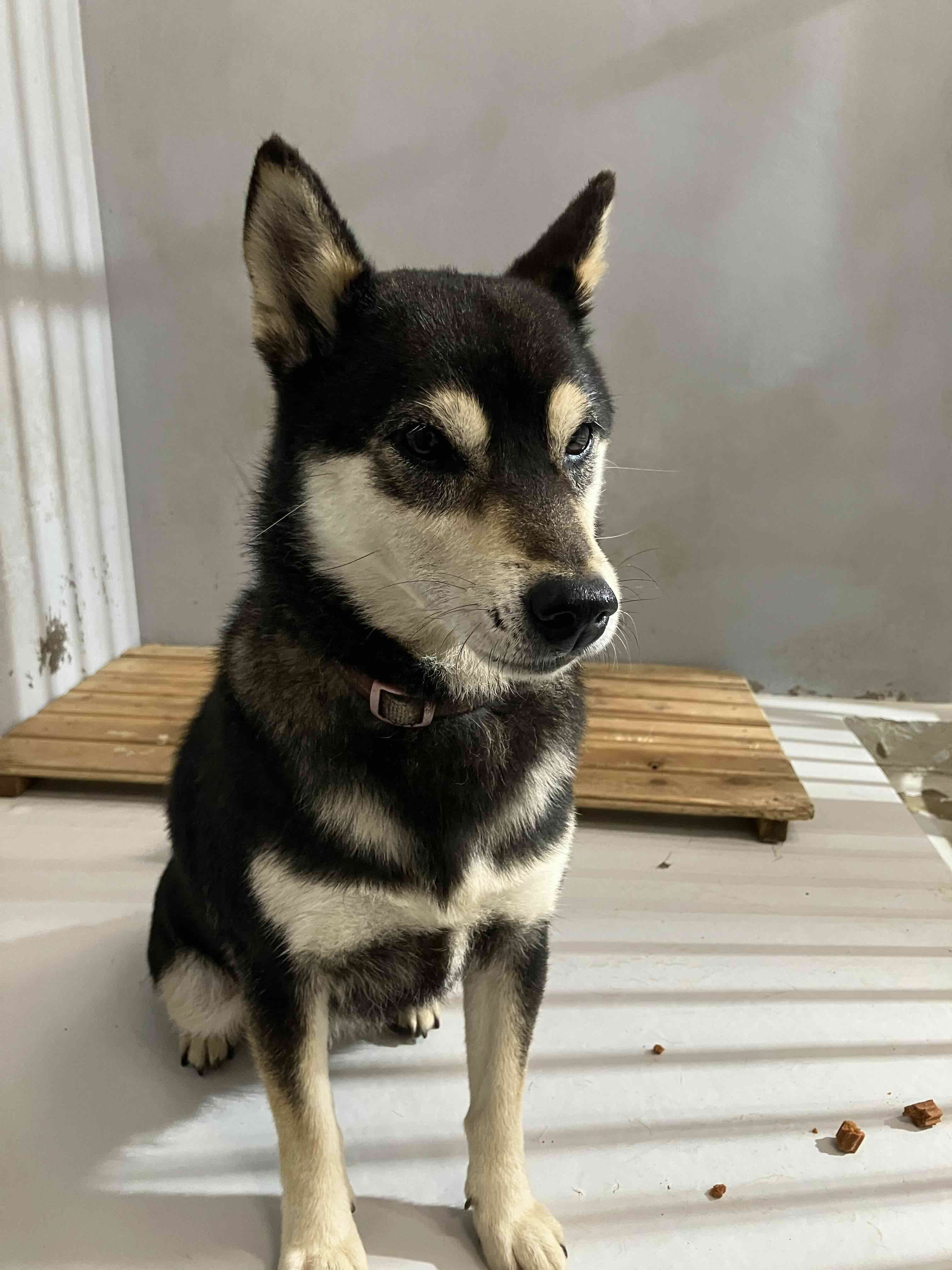 犬26-2