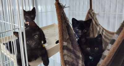 猫26-1～4集合写真