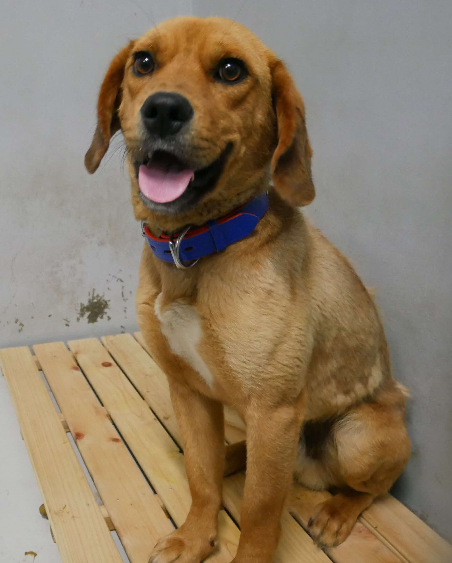 犬２５－１