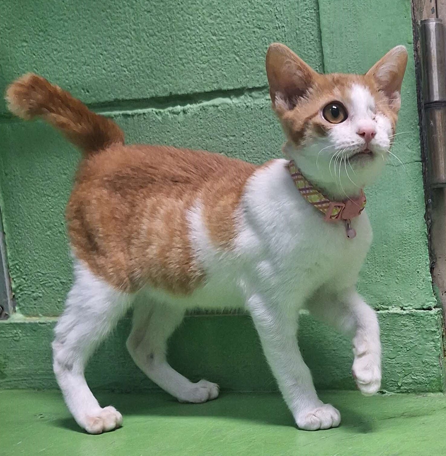 譲猫1