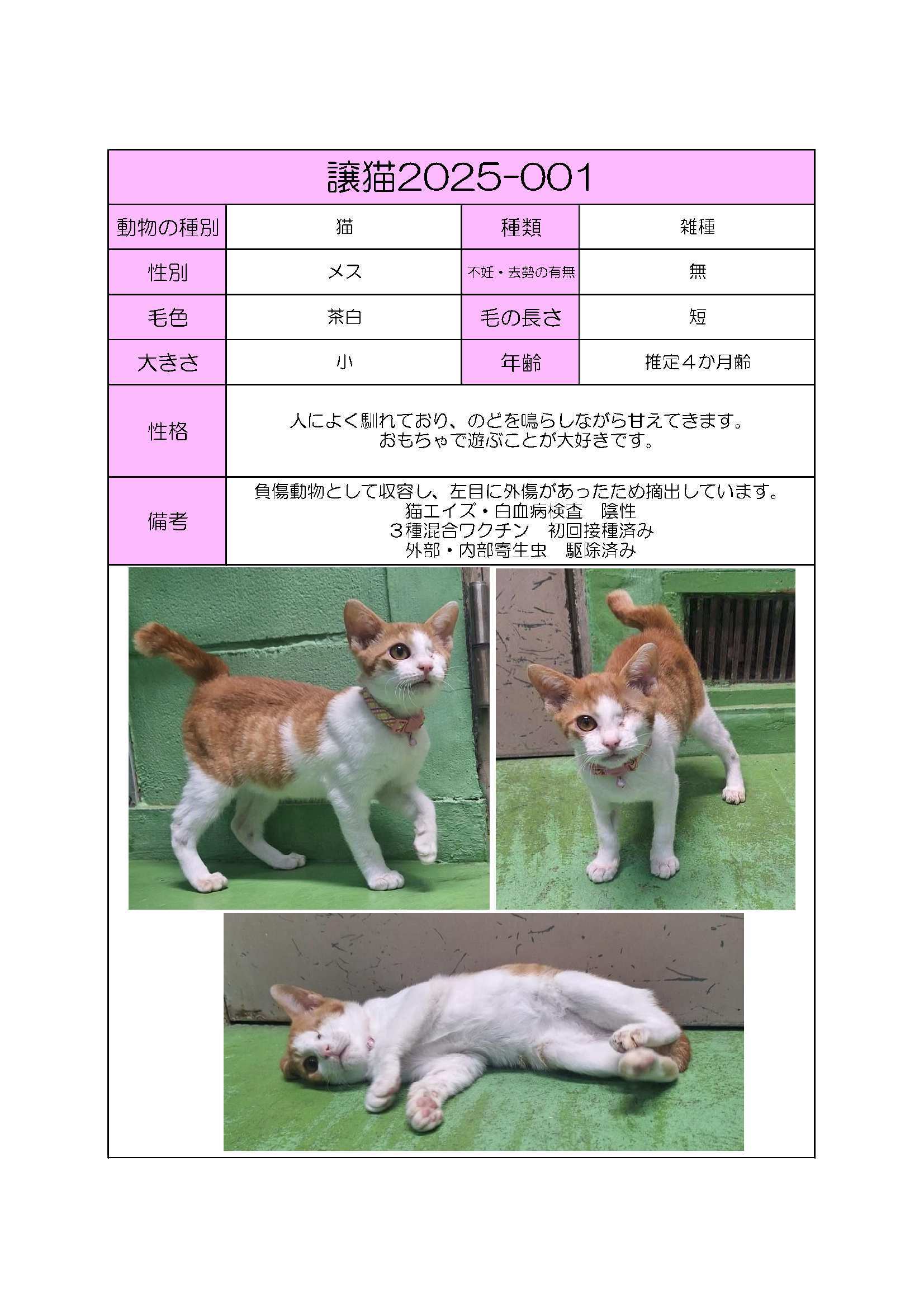 譲猫１