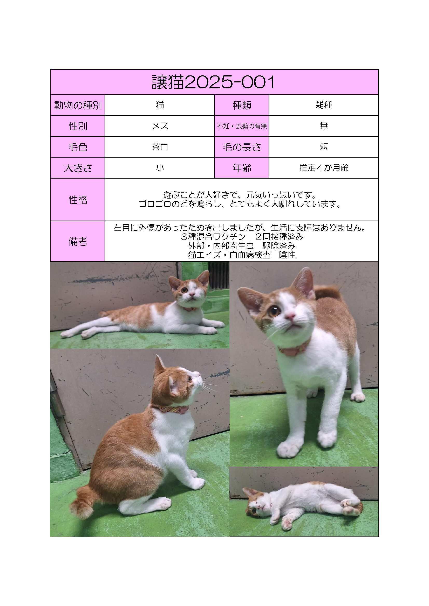 譲猫１