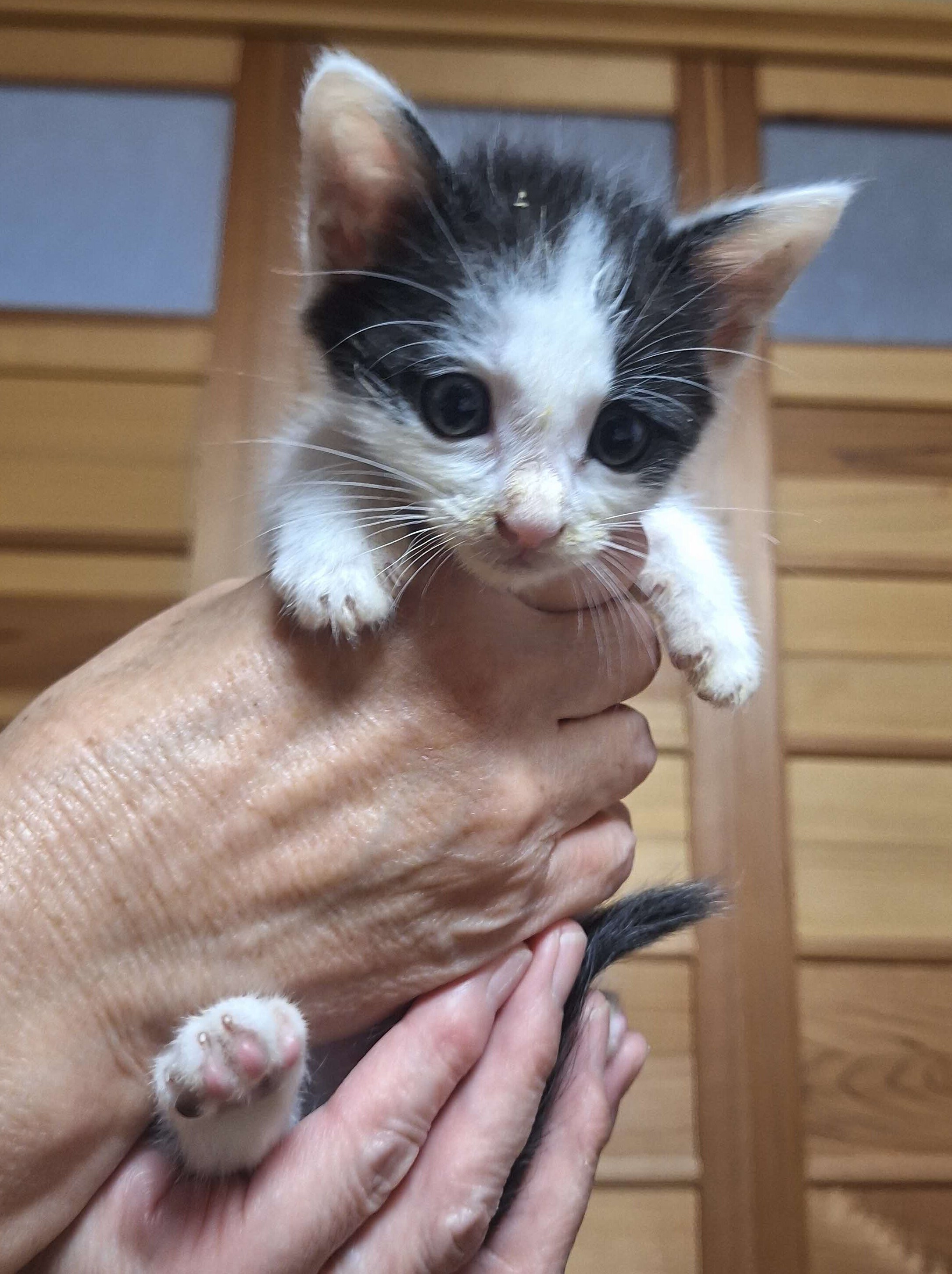 子猫２