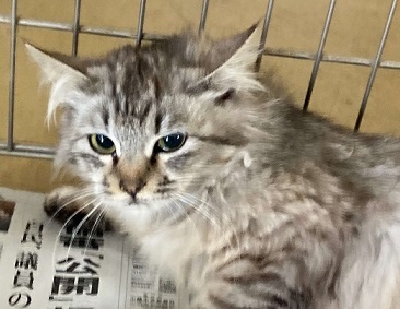 猫詳細１