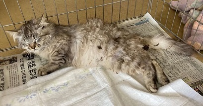 猫詳細２