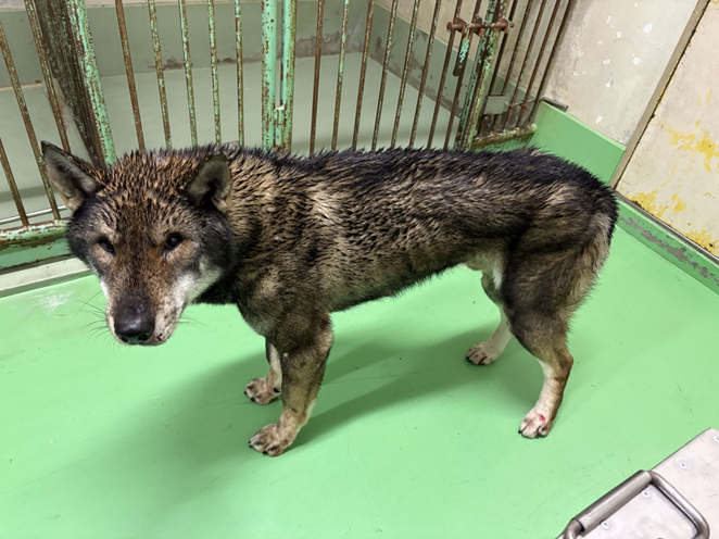 ｸﾛｼﾛﾉｲﾇ