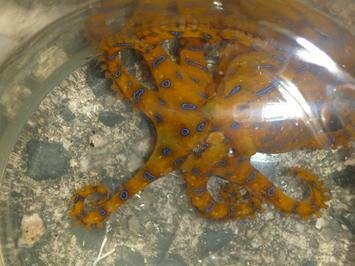 青い斑点を見せるヒョウモンダコ