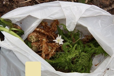 袋に入った植物の写真２