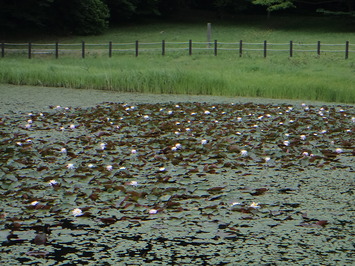 池を覆うスイレン