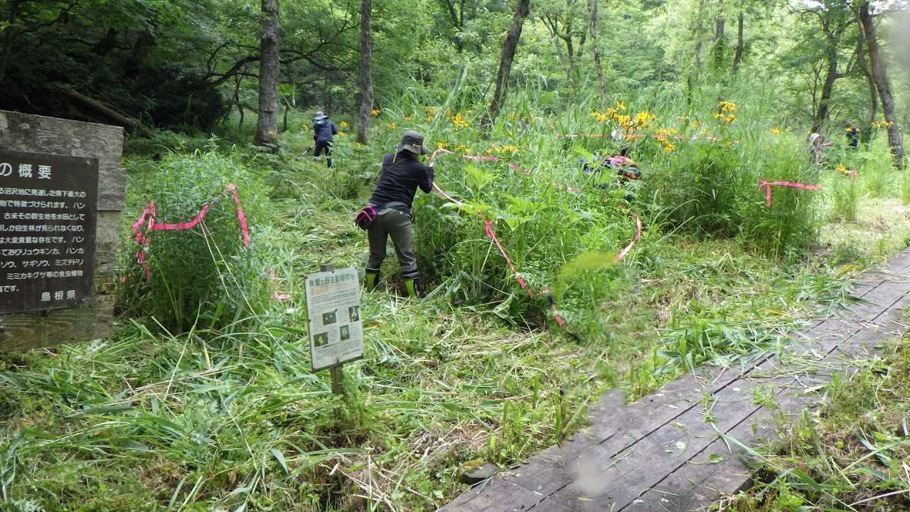 保護する植物たち