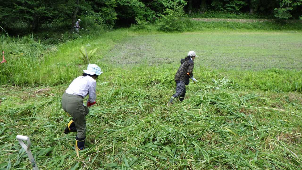 刈り払い後の草集め