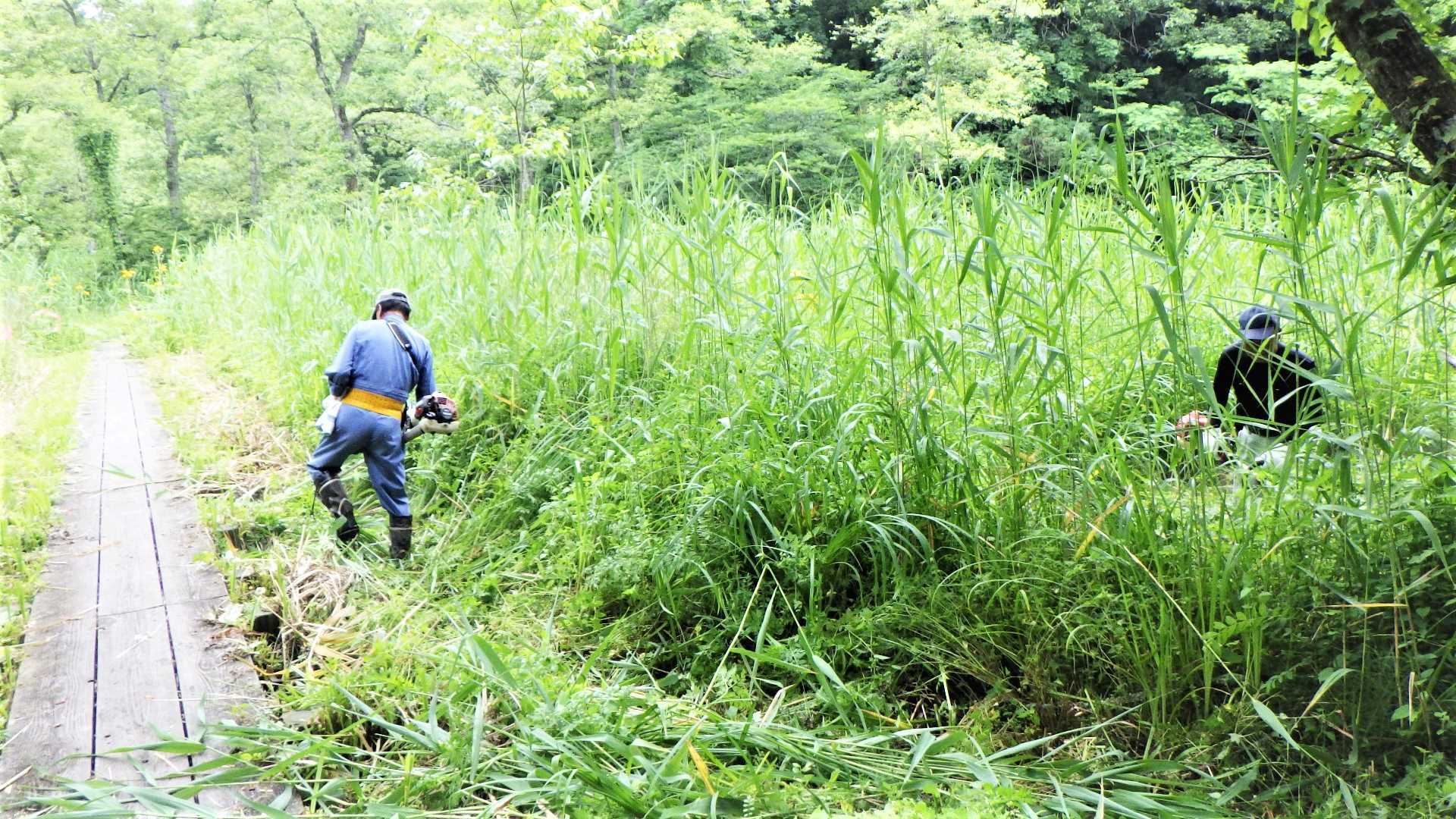 人が隠れてしまうくらいの草丈