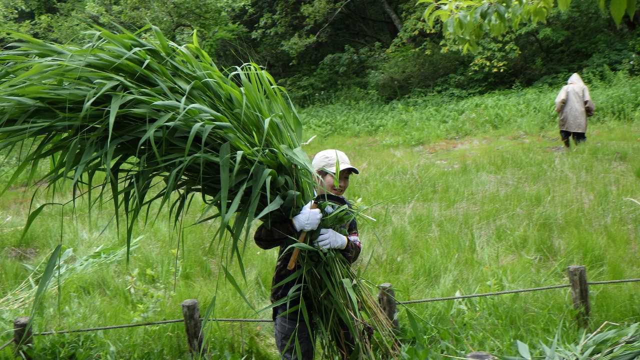 背よりも高い草