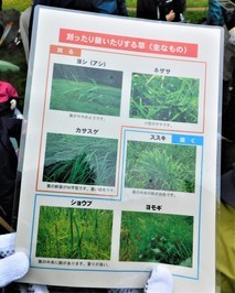 刈り取る植物