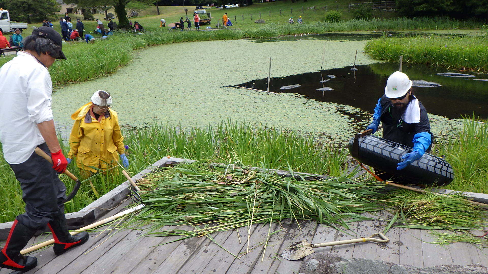 たくさんの刈られた草