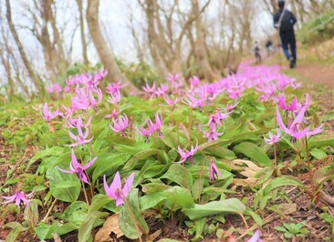 歩道脇のカタクリの花２