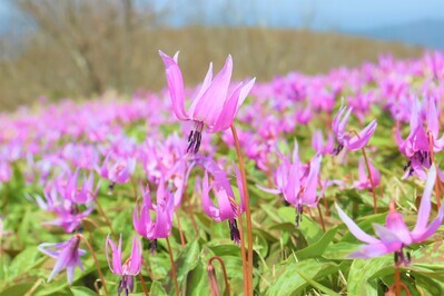 カタクリの花１