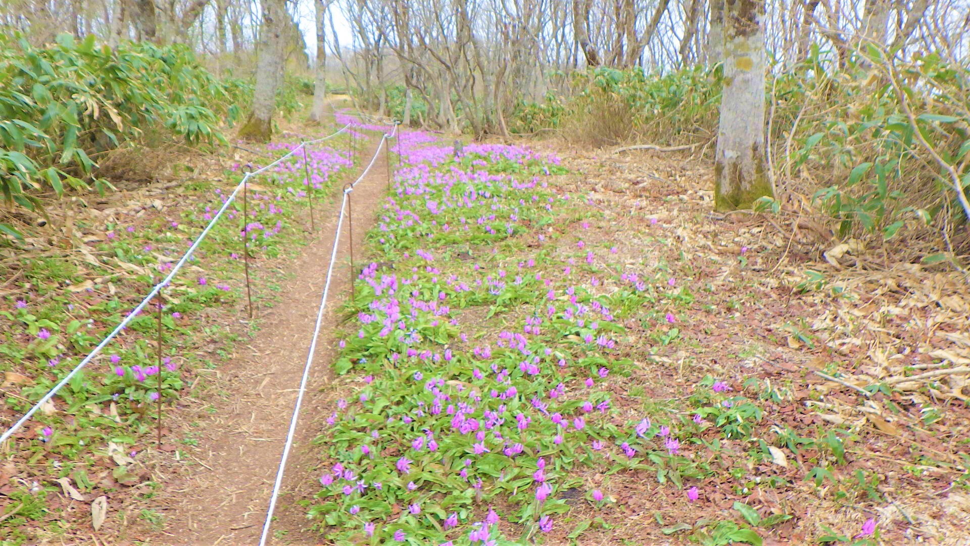 歩道脇のカタクリの花