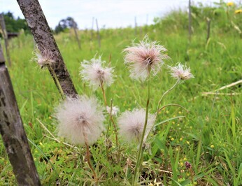 オキナグサの花