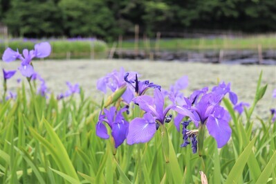 姫逃池のカキツバタ