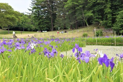 姫逃池のカキツバタ＆散策する人