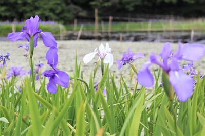 姫逃池のカキツバタ＆白花