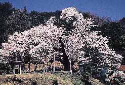太平桜