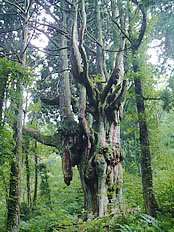 乳房杉(ちちすぎ)の写真