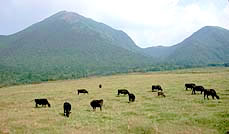 牛の放牧の写真