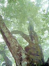 ブナ林の写真