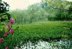 開放湿地の写真