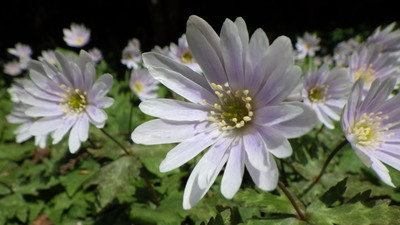ユキワリイチゲの花