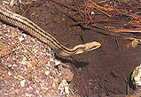 シマヘビの写真