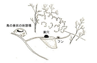 アナグマ巣穴とフン