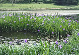 姫逃池の浮島の写真