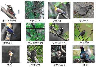 野鳥の画像集