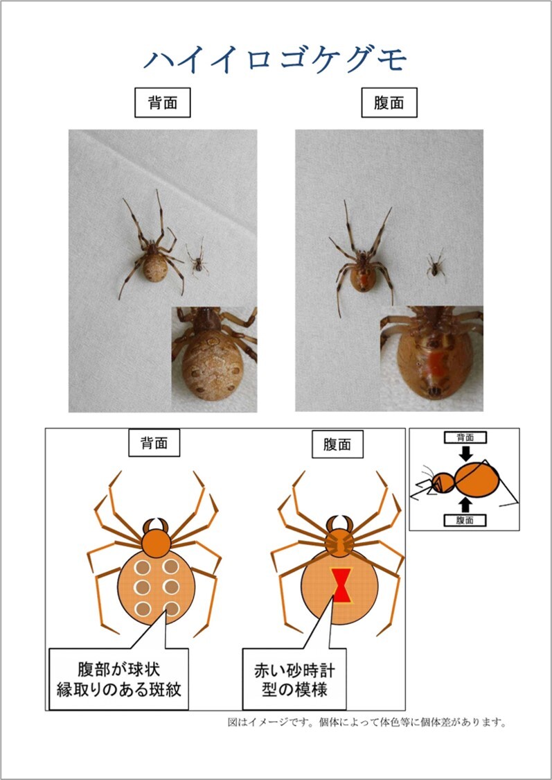 ハイイロゴケグモの特徴