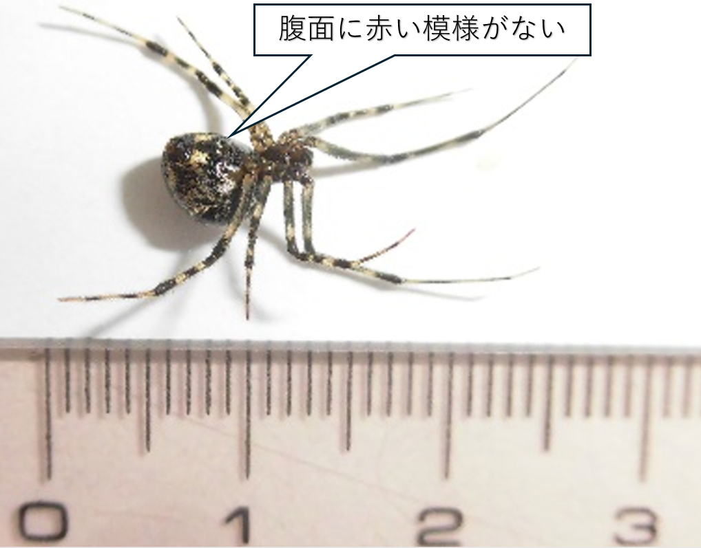 オオヒメグモ写真2（メス）