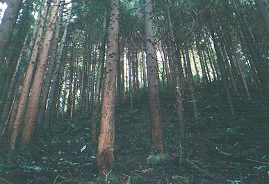 本数調整伐前の林内