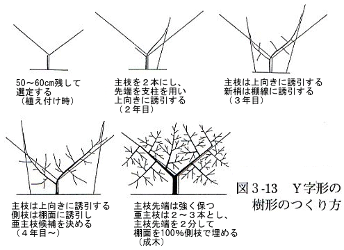 図３の１３Ｙ字形の樹形のつくり方