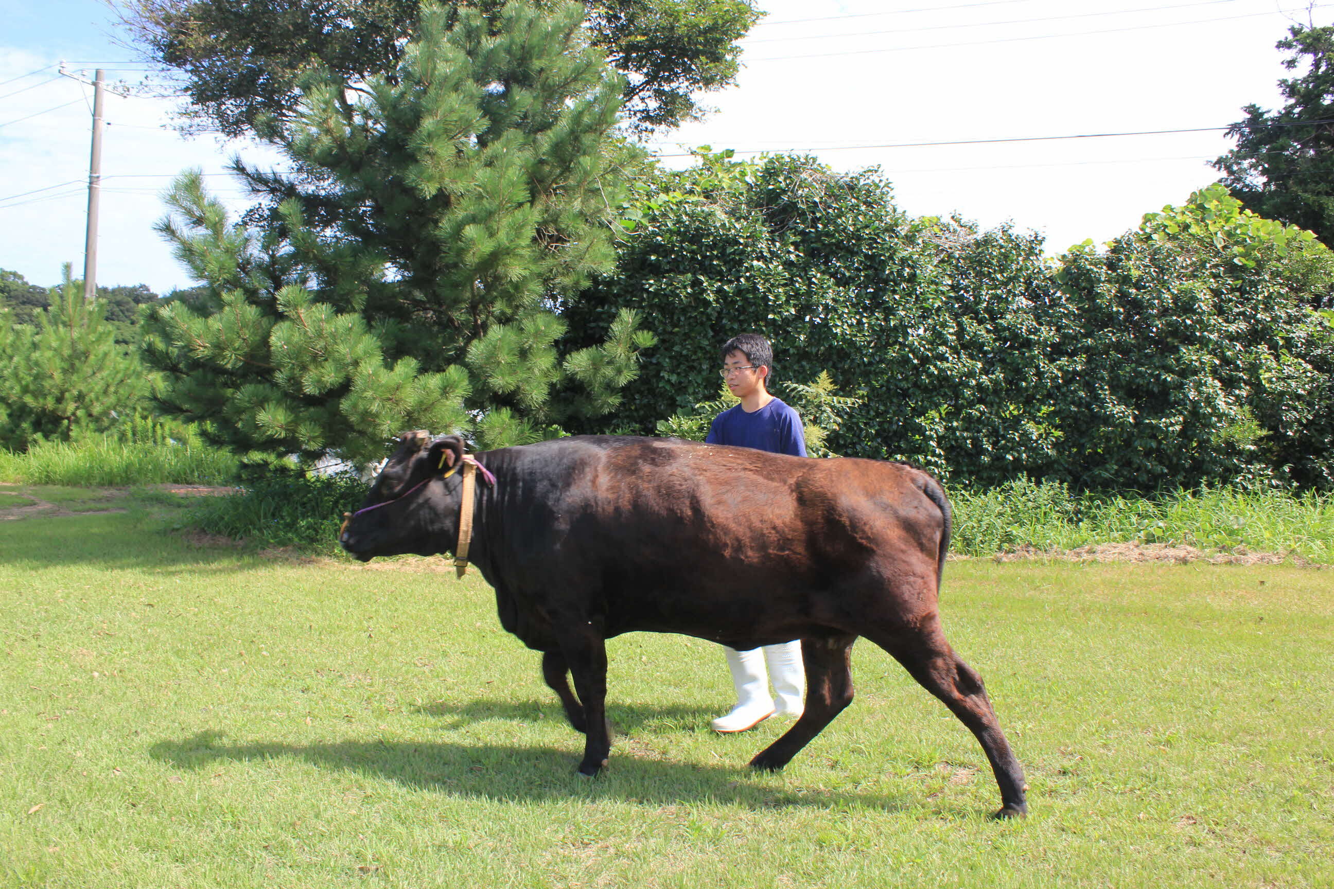 肉用牛専攻写真