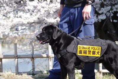 テンと桜