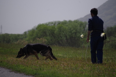 嘱託警察犬４