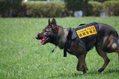 服従訓練（ボール）