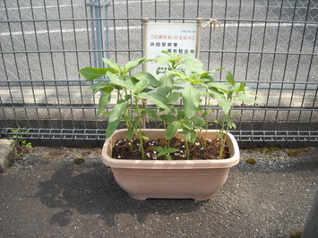 suhuhimawari0722