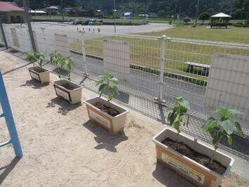 yasakahimawari0722