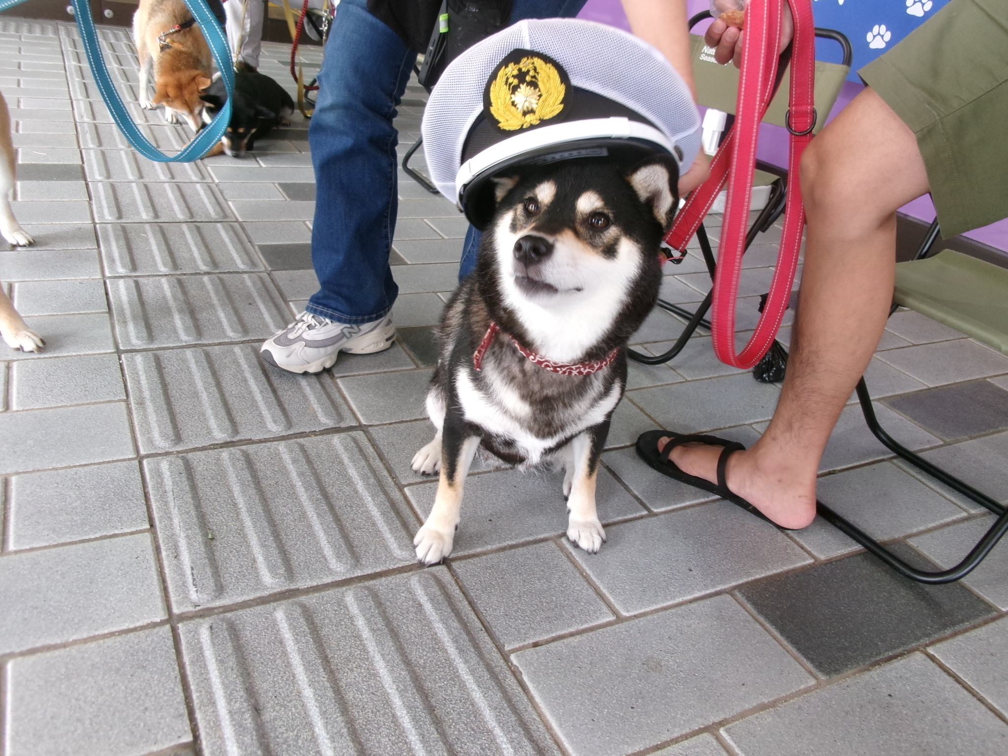 しばけん