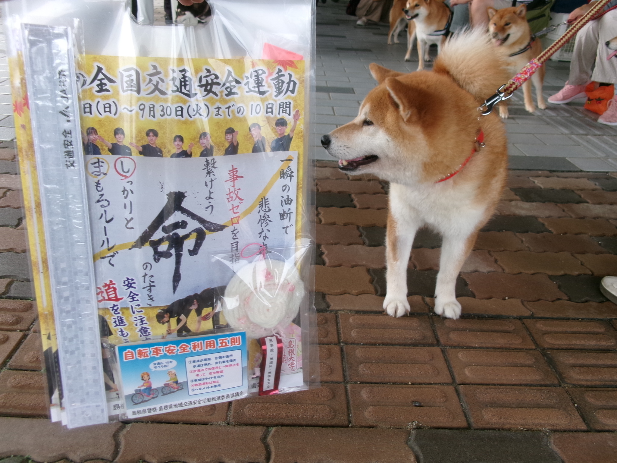 しばけん４