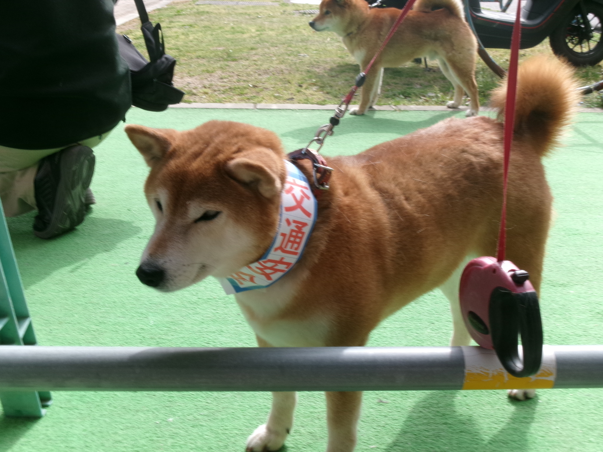 しばいっぬの方が可愛いワン